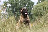 BULLMASTIFF 274
